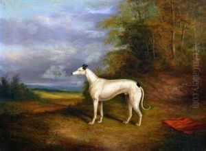 Portrait Of The Greyhound