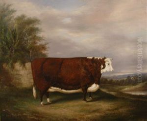 A Prize Hereford Bull In A Landscape