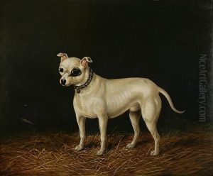 Standing White Bull Terrier by James Clark