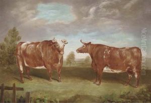 Two Prize Bulls In A Field