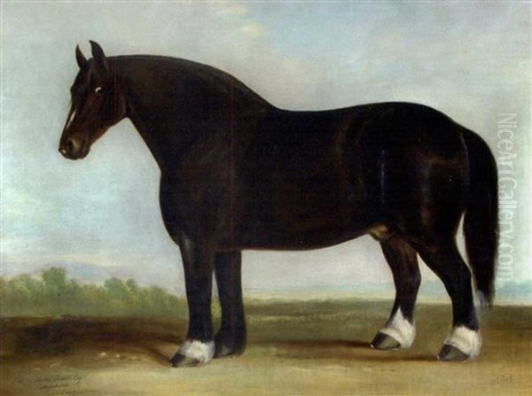 The Cottenham Shire, A Dark Bay Shire Stallion In A Landscape - view 1