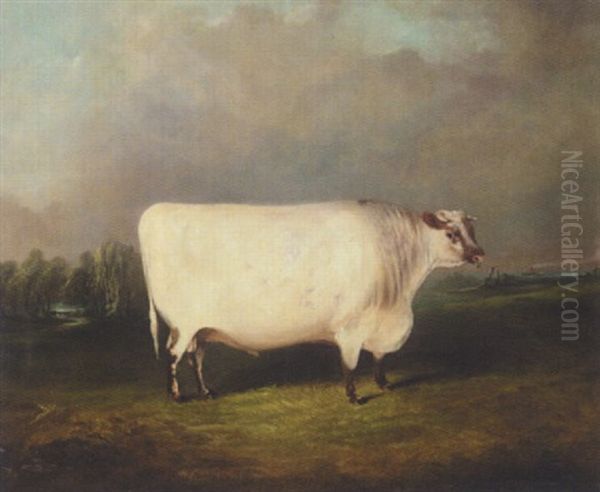 A Prize Shorthorn In A Landscape - view 1