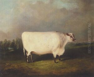 A Prize Shorthorn In A Landscape