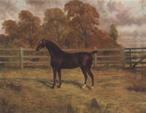 A Liver Chestnut Hunter In A Paddock