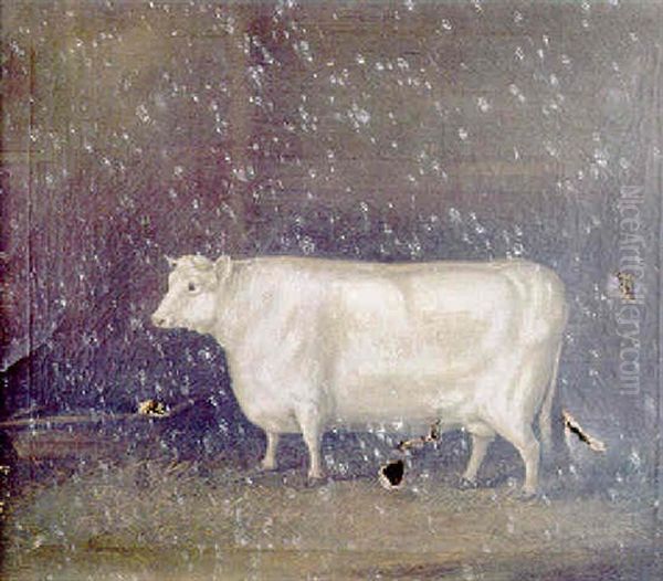 Portrait Of A Shorthorn - view 1
