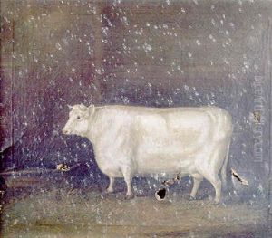 Portrait Of A Shorthorn Portrait Of A Shorthorn