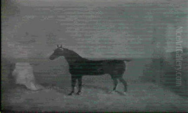 'new Fashion' A Dark Bay Racehorse In A Loose Box - view 1