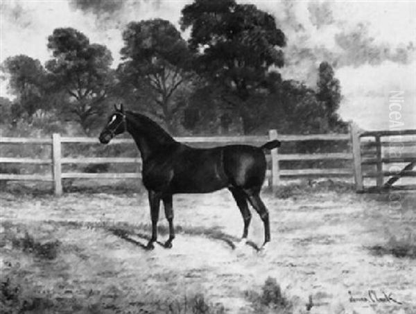 A Dark Bay Stallion In A Paddock - view 1