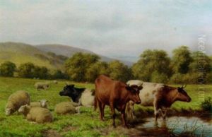 Cattle And Sheep Resting In A Water Meadow