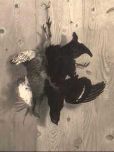 A Pheasant And A Blackcock by Frederick Clarke