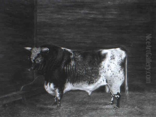 A Prize Shorthorn Bull In A Stable - view 1