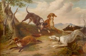 Dogs Hunting A Fox Dogs Hunting A Fox
