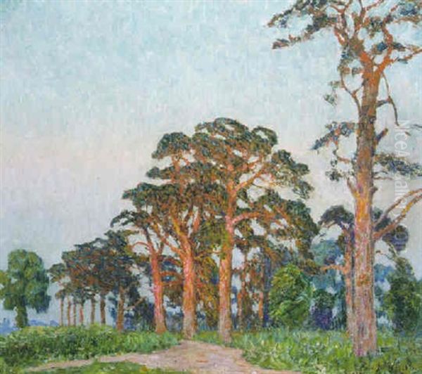 Dennebomen Bij Zonsondergang - view 1