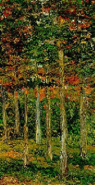 El Bosque - view 1