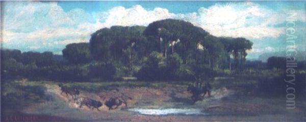 Taureaux Dans Le Marais Pontins - view 1