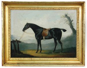Study Of "peily", A Dark Bay Hunter Tethered To A Fence