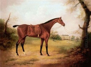 A Saaddled Bay Hunter In The Grounds Of Bryn-y-pys, Flintshire