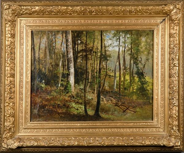 Forest In Belgium - view 1