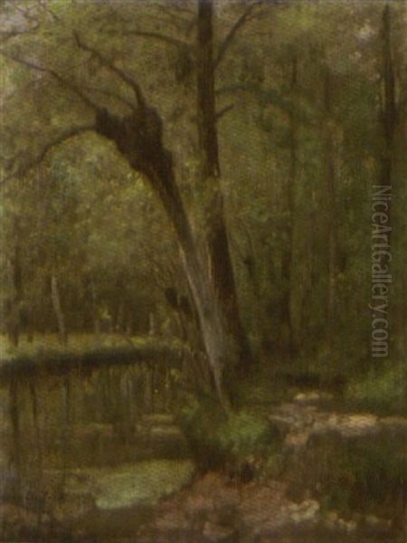 Rivier In Het Bos - view 1
