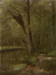 Rivier In Het Bos