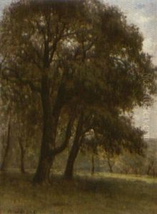 Landschap Met Grote Eiken