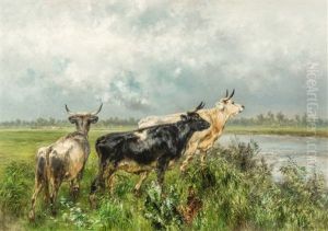 Cows By The River Lys