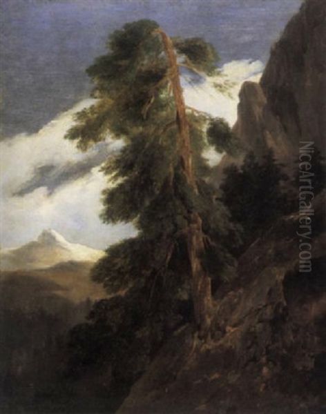 Study Of Fir Trees On A Mountain Side - view 1