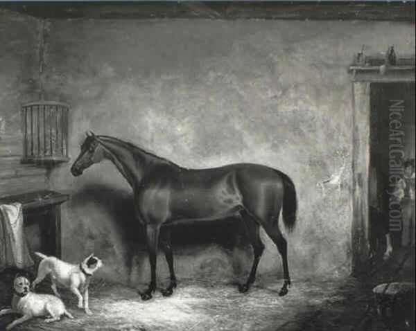 Bay Hunter In A Loose Box With Terriers - view 1