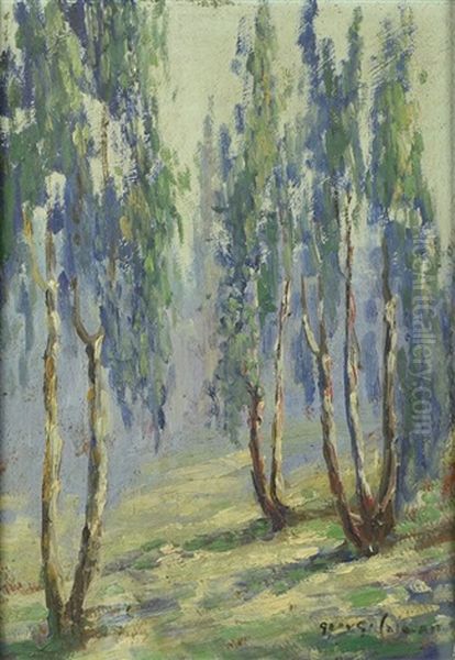 Eucalyptus Trees In The Mist - view 1