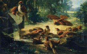 Les Oiseaux Les Oiseaux