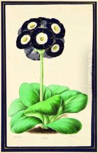 Primula Auricula Oxonian by James Andrews