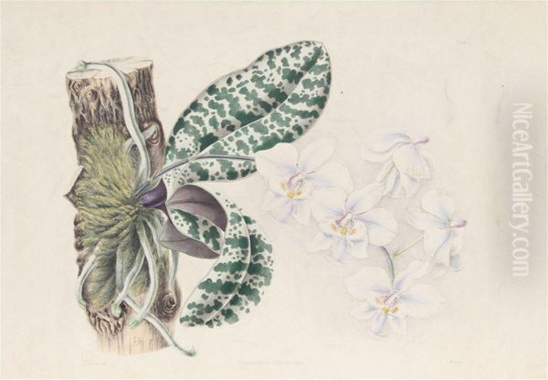 Phalaenopsis Schilleriana - view 1