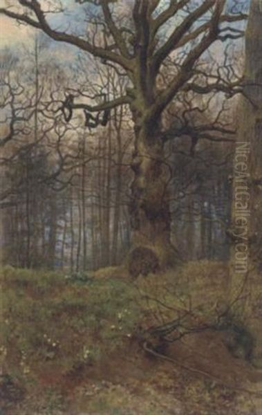 The Spring Wood - view 1