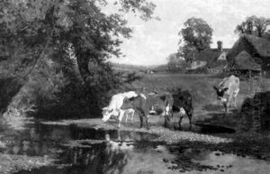 Cows Watering Cows Watering