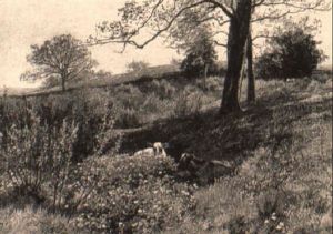 Cows In A Spring Meadow by Charles Collins II