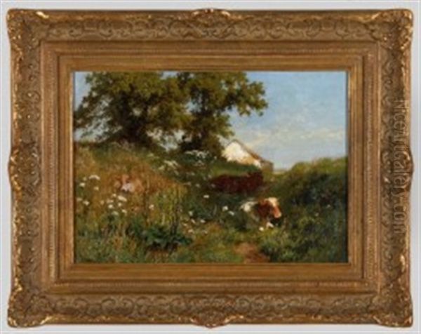 Kalber In Der Mittagssonne - view 1