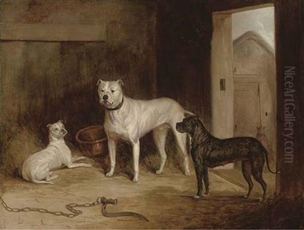 A Bulldog And Bull Terriers In An Outhouse - view 1