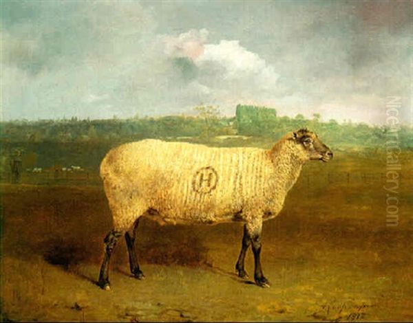 Mr J Archer Houblon's Prize Suffolk Ewe At Hallingbury Place, Essex - view 1