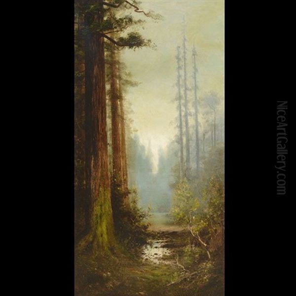 Majestic California Redwoods - view 1