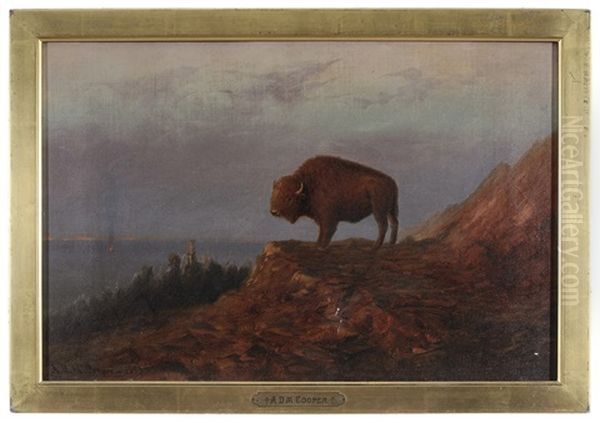 Plains Buffalo - view 1
