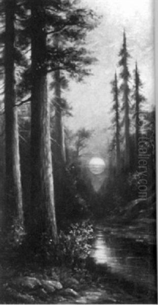 Sunset In The Wood - view 1