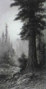 Big Basin Redwood by Astley David Middleton Cooper