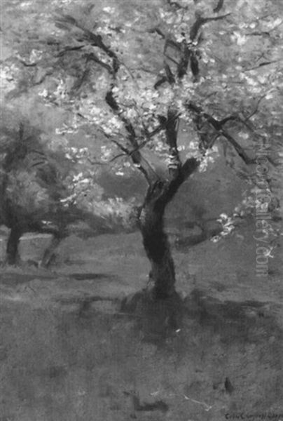 Apple Blossoms - view 1