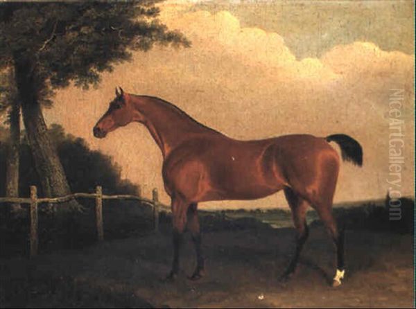 A Light Bay Hunter In A Wooded Landscape - view 1