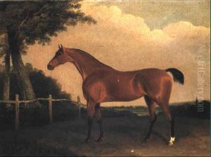 A Light Bay Hunter In A Wooded Landscape
