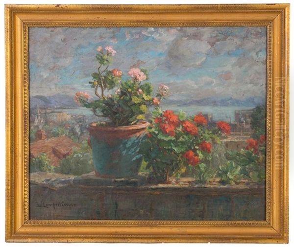 Geraniums - view 1