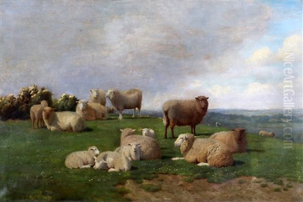 Schapen In Landschap - view 1