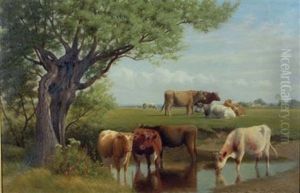 Cows Drinking From The Bank Cows Drinking From The Bank