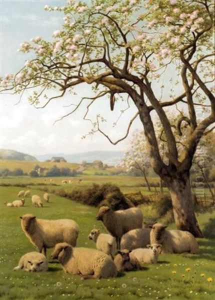Sheep Resting Under A Blossom Tree - view 1