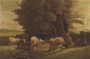 Cattle Watering In A Pond Cattle Watering In A Pond